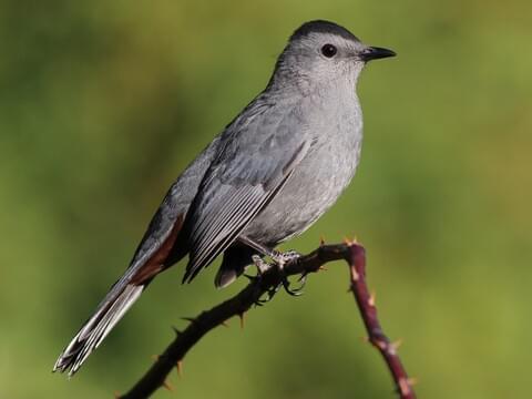 Gray Catbird Adult