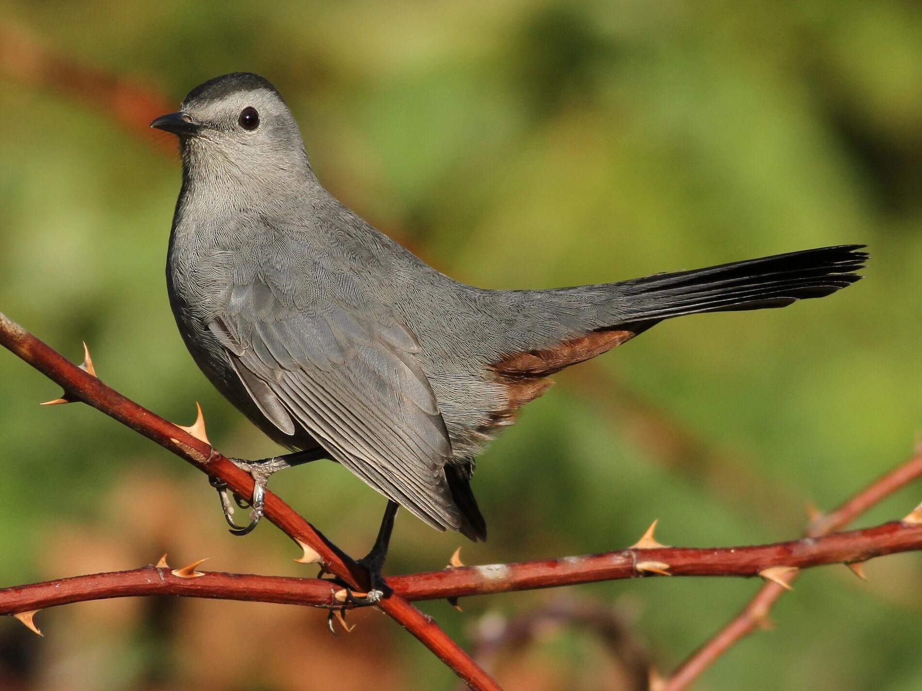 NestWatch | Gray Catbird - NestWatch