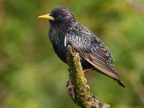 European Starling Identification, All About Birds, Cornell Lab of  Ornithology