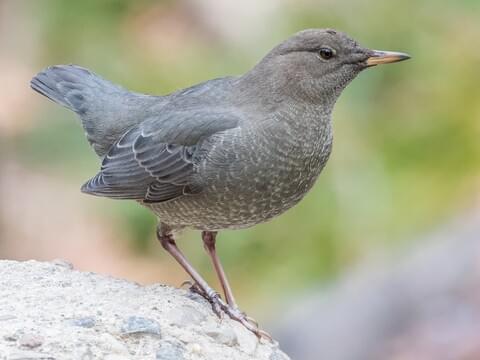 American Robin Identification, All About Birds, Cornell Lab of Ornithology