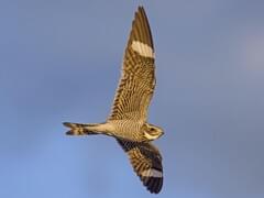 Common Nighthawks: Acrobats of the Bird World – Columbus Audubon