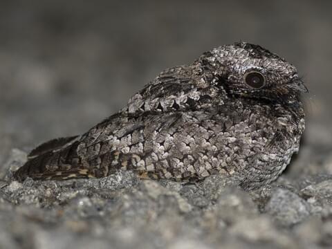 Common Poorwill Adult