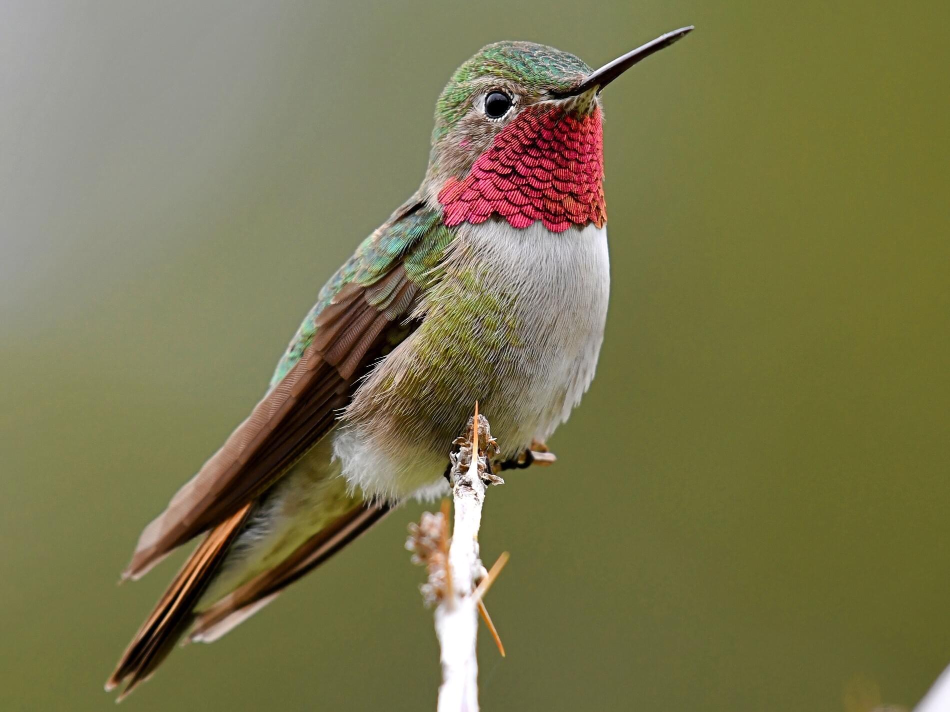 Broadtailed Hummingbird Celebrate Urban Birds