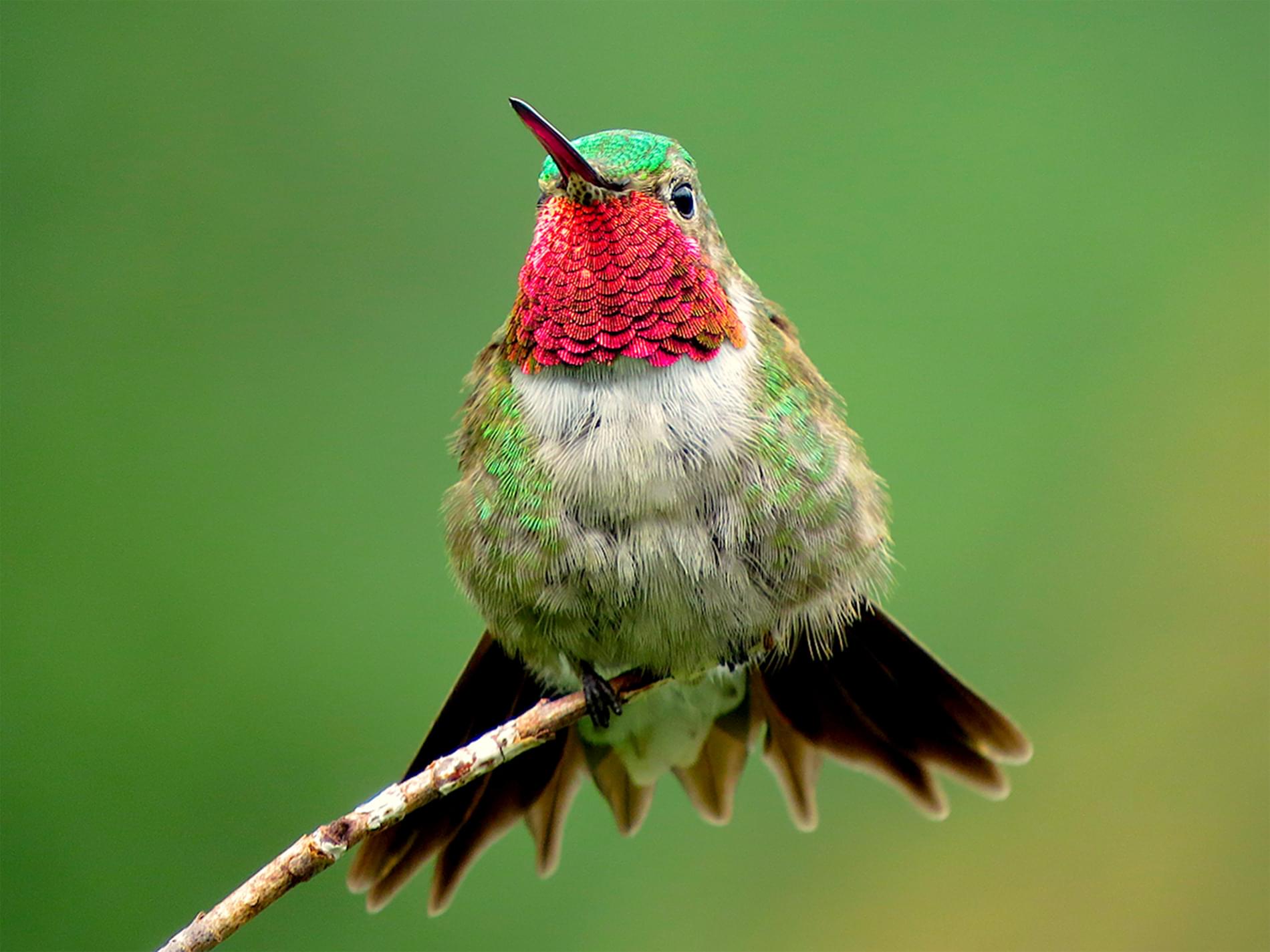 Broad-tailed Hummingbird.