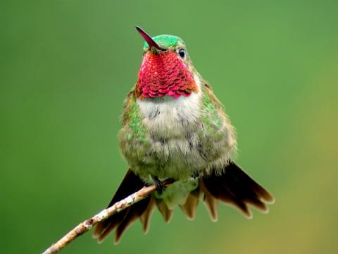 Broad-tailed Hummingbird Identification, All About Birds, Cornell