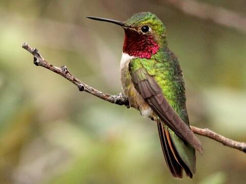 Broad-tailed Hummingbird Identification, All About Birds, Cornell