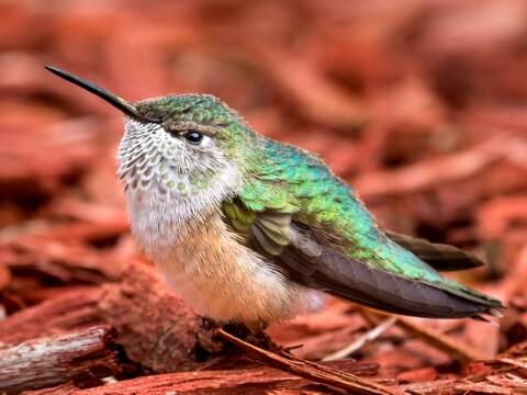 ハミングバード Broad-tailed Hummingbird Identification, All About Birds, Cornell