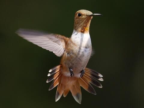 Allen's Hummingbird Identification, All About Birds, Cornell Lab