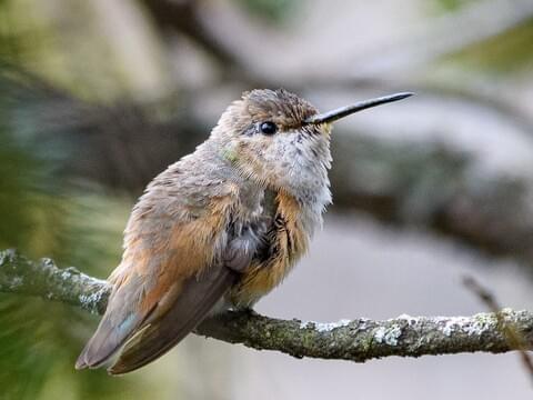 Allen's Hummingbird Identification, All About Birds, Cornell Lab