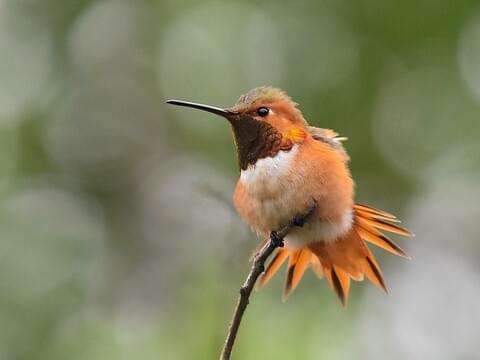 Allen's Hummingbird Identification, All About Birds, Cornell Lab
