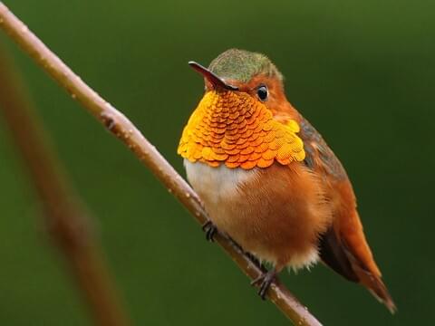 Allen's Hummingbird Identification, All About Birds, Cornell Lab