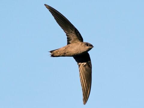 Chimney Swift Overview, All About Birds, Cornell Lab of Ornithology