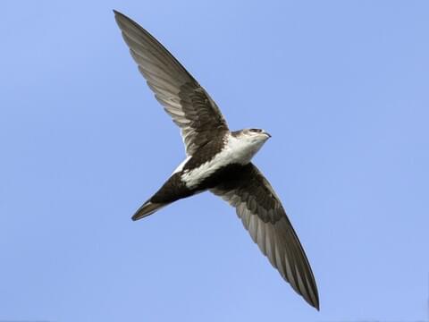 White-throated Swift 
