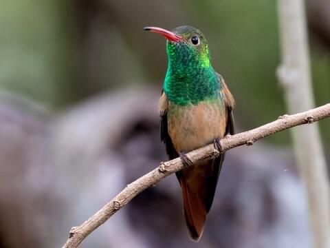 Buff-bellied Hummingbird Identification, All About Birds, Cornell Lab of Ornithology