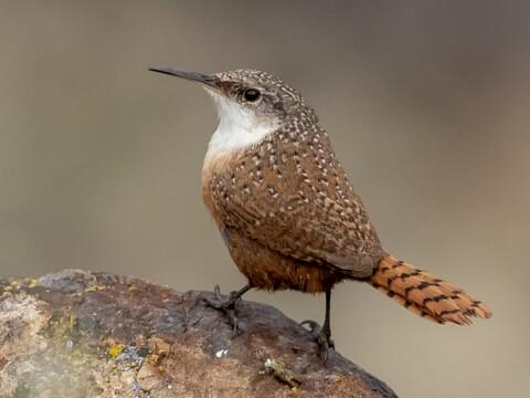 Canyon Wren Identification, All About Birds, Cornell Lab of Ornithology