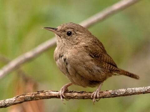 House Wren Identification, All About 