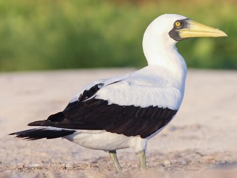 Masked Booby Adult