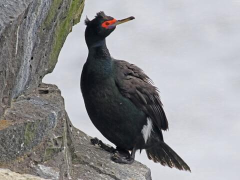Red-faced Cormorant Breeding adult