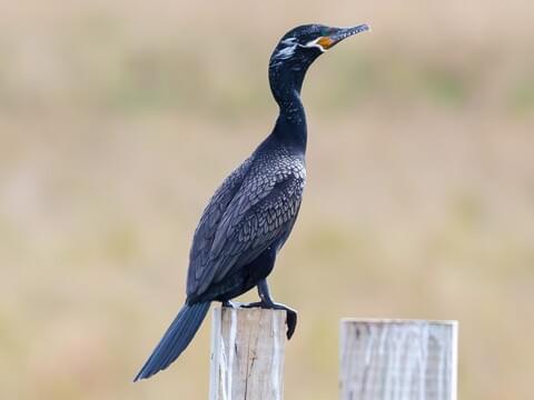 Neotropic Cormorant Breeding adult