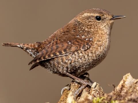 Winter Wren 