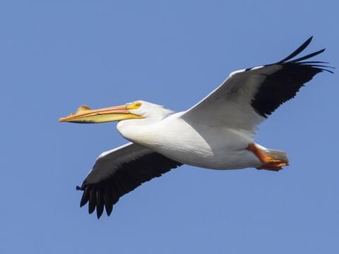 American White Pelican Identification, All About Birds, Cornell Lab of  Ornithology