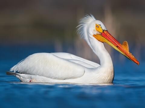 American White Pelican Breeding adult