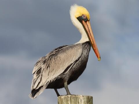 Brown Pelican Breeding adult (Atlantic)