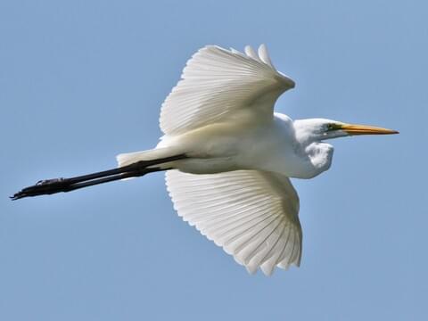 Great Egret Identification, All About Birds, Cornell Lab of