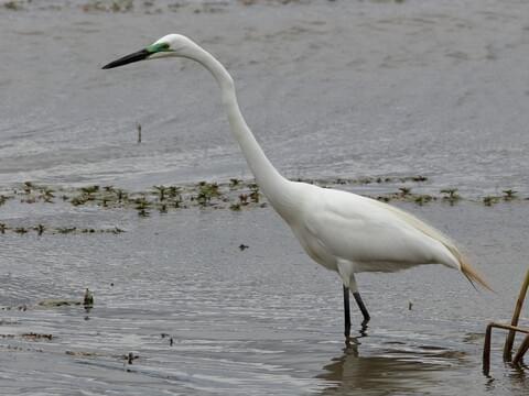 Great Egret Identification, All About Birds, Cornell Lab of Ornithology