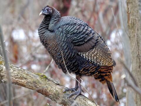 Wild Turkey Identification All About Birds Cornell Lab Of Ornithology