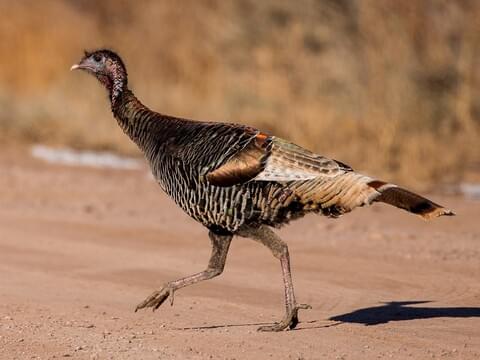 Wild Turkey Identification, All About Birds, Cornell Lab of Ornithology