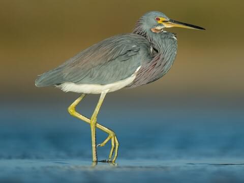 Tricolored Heron Adult