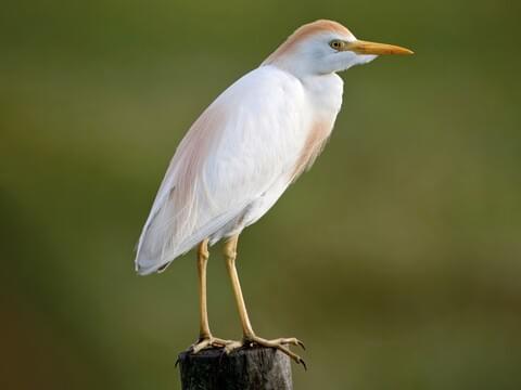 Cattle Egret Overview, All About Birds, Cornell Lab of Ornithology