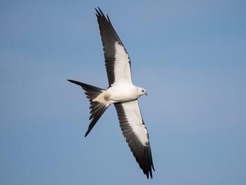 Swallow-tailed Kite Juvenile