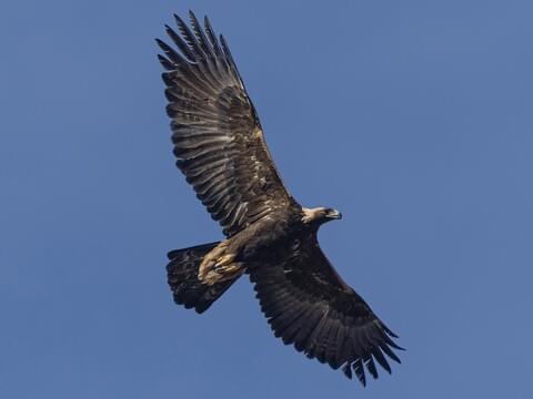 Golden Eagle Identification, All About Birds, Cornell Lab of