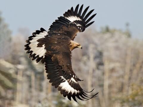 Golden Eagle Identification, All About Birds, Cornell Lab of Ornithology