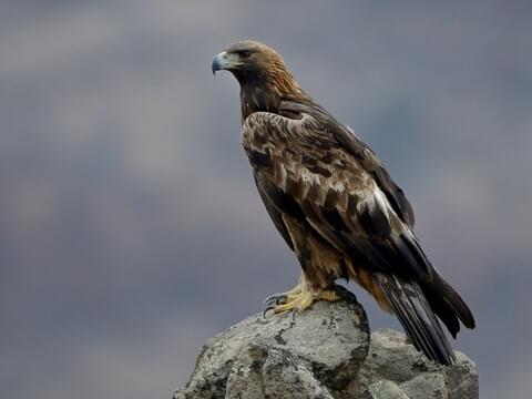 Golden Eagle Identification, All About Birds, Cornell Lab of Ornithology