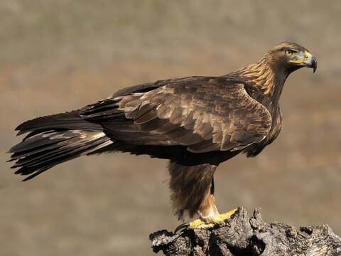 Golden Eagle Identification, All About Birds, Cornell Lab of Ornithology