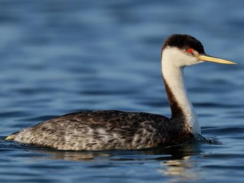 Western Grebe Overview, All About Birds, Cornell Lab of Ornithology
