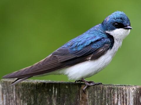 Tree Swallow Identification, All About Birds, Cornell Lab of Ornithology