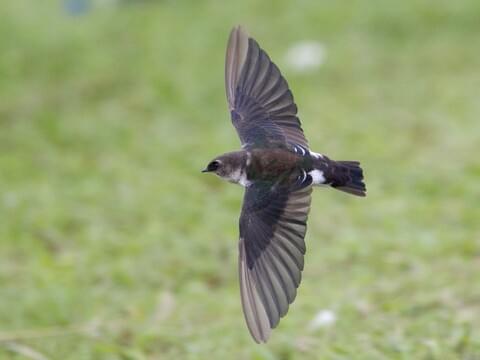 Violet-green Swallow Identification, All About Birds, Cornell Lab