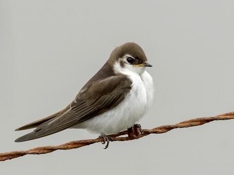 Violet-green Swallow Identification, All About Birds, Cornell Lab
