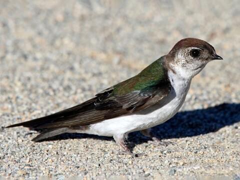 Violet-green Swallow Identification, All About Birds, Cornell Lab