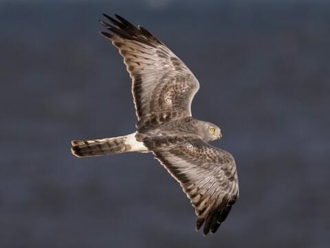 Northern Harrier Adult male