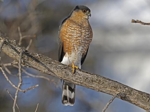 Sharp-shinned Hawk Adult (Northern)