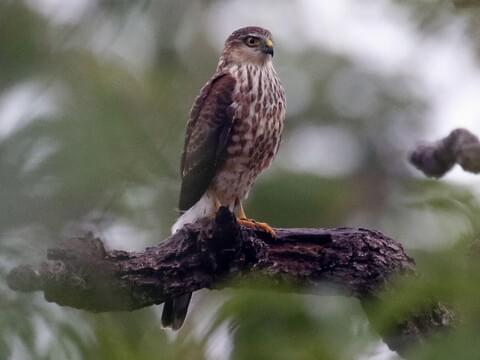 18 Types of Hawks in the United States. How Many Do You Know?