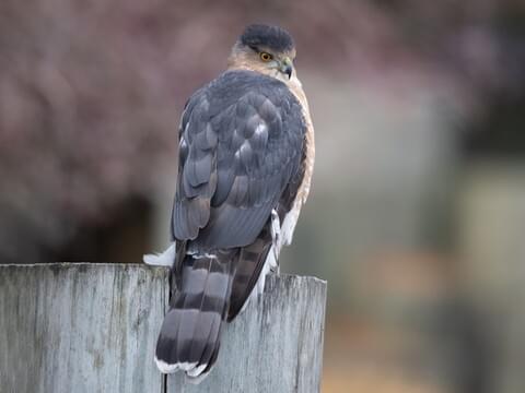 Cooper's Hawk Identification, All About Birds, Cornell Lab of