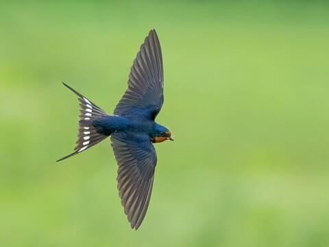 Photos and Videos for Barn Swallow, All About Birds, Cornell Lab of Ornithology