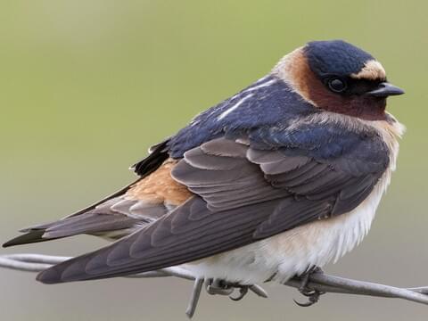 Cliff Swallow Adult