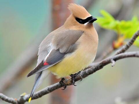 Cedar Waxwing Identification, All About Birds, Cornell Lab of Ornithology